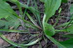 Broadleaf plantain